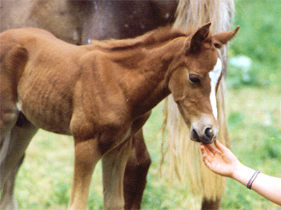 Centre Equestre Poney-Club de Prunevaux 58 Nievre Bourgogne