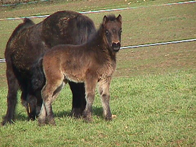 Centre Equestre Poney-Club de Prunevaux 58 Nievre Bourgogne