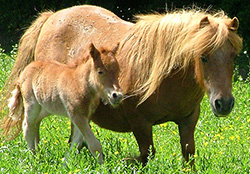 Centre Equestre Poney-Club de Prunevaux 58 Nievre Bourgogne