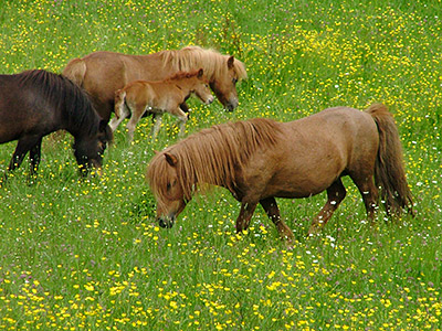 Centre Equestre Poney-Club de Prunevaux 58 Nievre Bourgogne