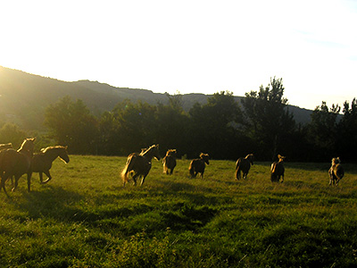 Centre Equestre Poney-Club de Prunevaux 58 Nievre Bourgogne