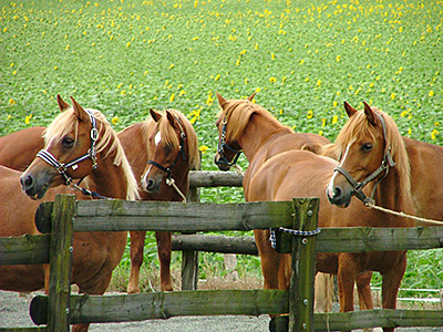 Centre Equestre Poney-Club de Prunevaux 58 Nievre Bourgogne